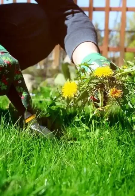 Weed Control & Dethatching