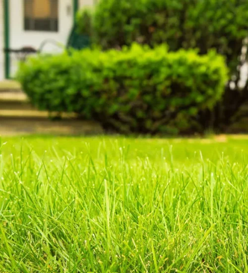 lawn-care-service-green-grass-jpg